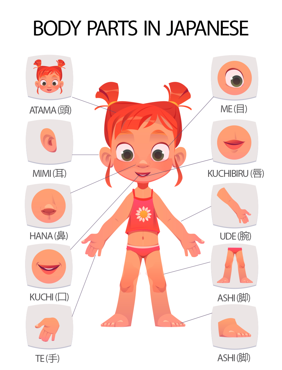 Name of Body Parts in Japanese Language (Internal & External Body Part)